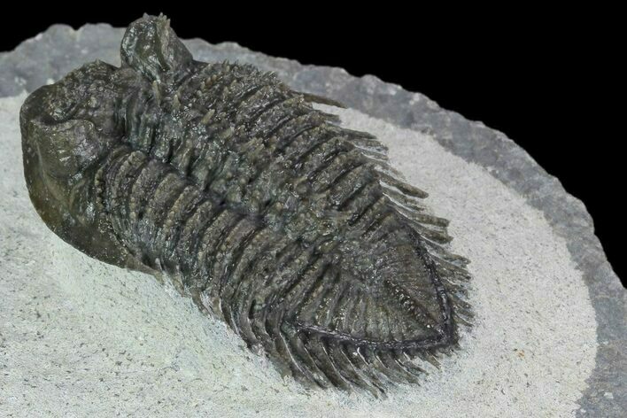 Tower-Eyed, Spiny Erbenochile Trilobite - Jbel Ou Driss, Morocco #125175